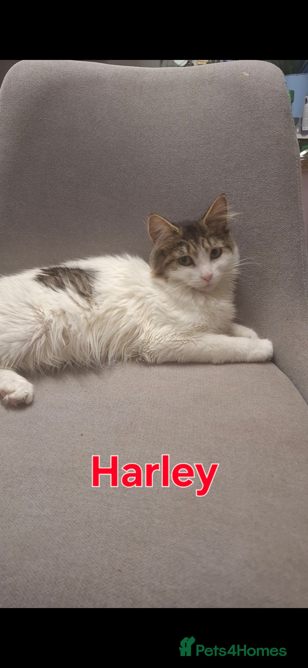 Ragdoll cats Beautiful cats - Advert 1