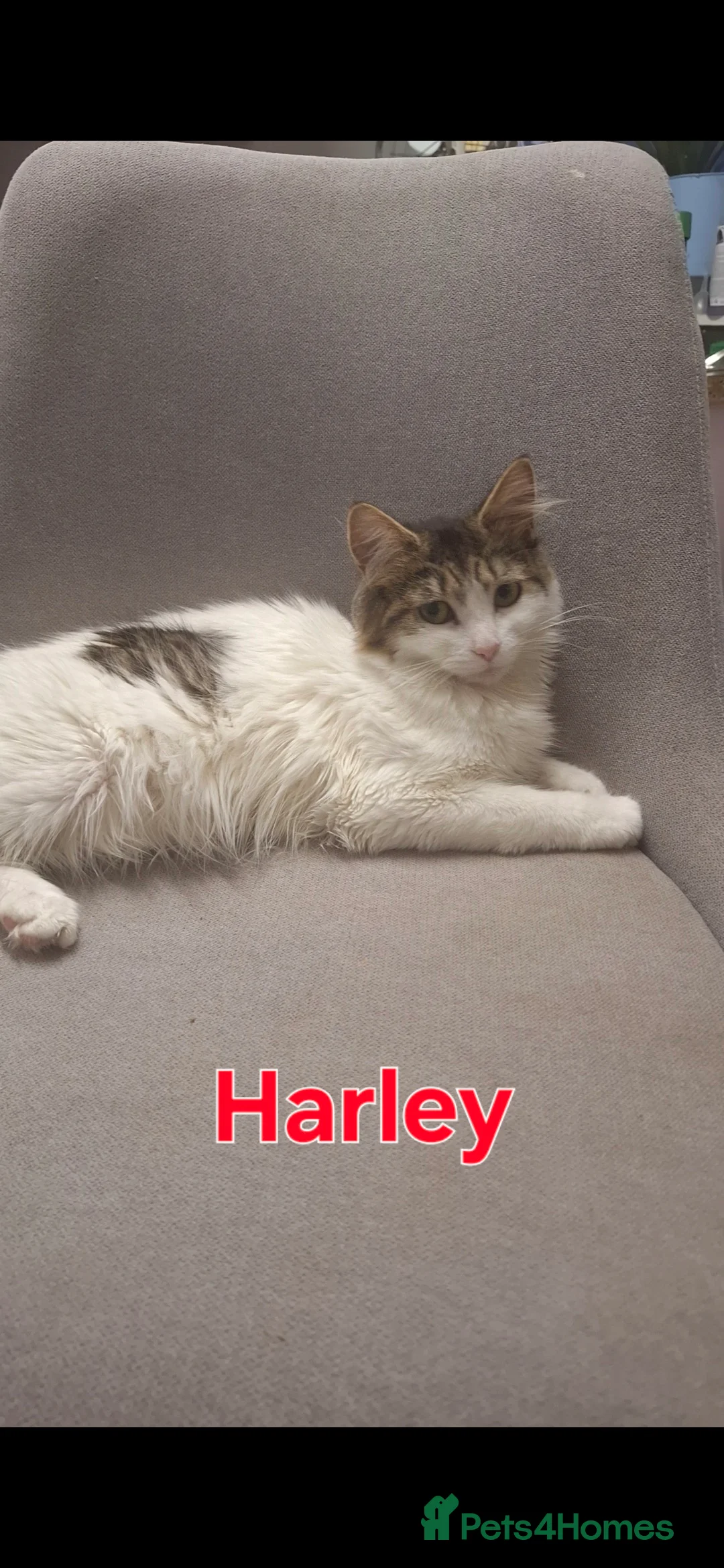 Ragdoll cats for sale: Beautiful cats - Advert 1