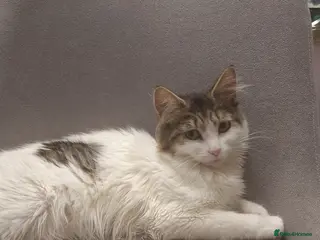 Ragdoll cats Beautiful cats - Advert 1