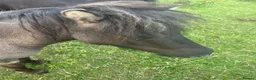 Shetland pony horses for sale: Stunning grulla filly - Advert 3