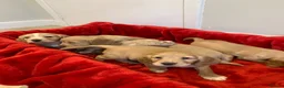 Cocker Spaniel dogs for sale: KC Reg Cocker Spaniel Puppies DNA Tested  in Aberdeen - Advert 17