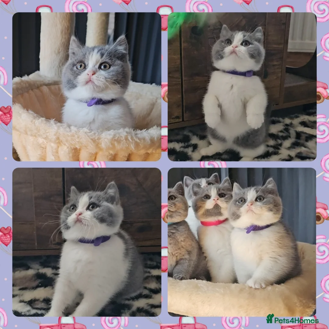 British Shorthair cats for sale: 4 perfect british shorthair kittens  - Advert 9
