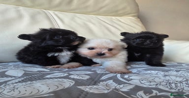 Pomeranian dogs Russian Teddy Bear Pomeranians  - Advert 10