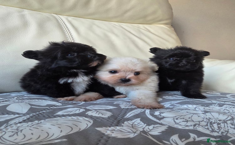 Pomeranian dogs Russian Teddy Bear Pomeranians  - Advert 4