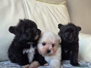 Pomeranian dogs Russian Teddy Bear Pomeranians - Advert 2