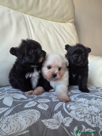 Pomeranian dogs Russian Teddy Bear Pomeranians - Advert 4