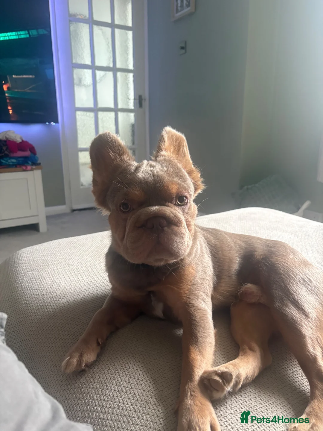 French Bulldog dogs for stud: Fluffy French bulldog  in Fareham - Advert 2