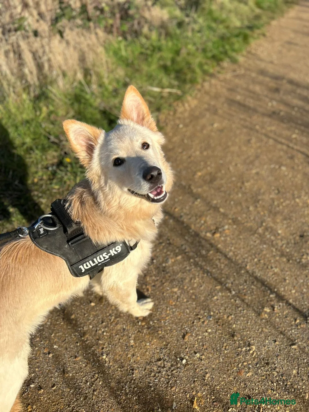 German Shepherd dogs for sale: 7 month old German shepherd male  - Advert 4