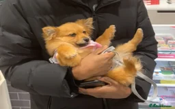 Pomeranian dogs for sale: Girl Pomeranian puppy for Sale - Greenwich, London - Image 4