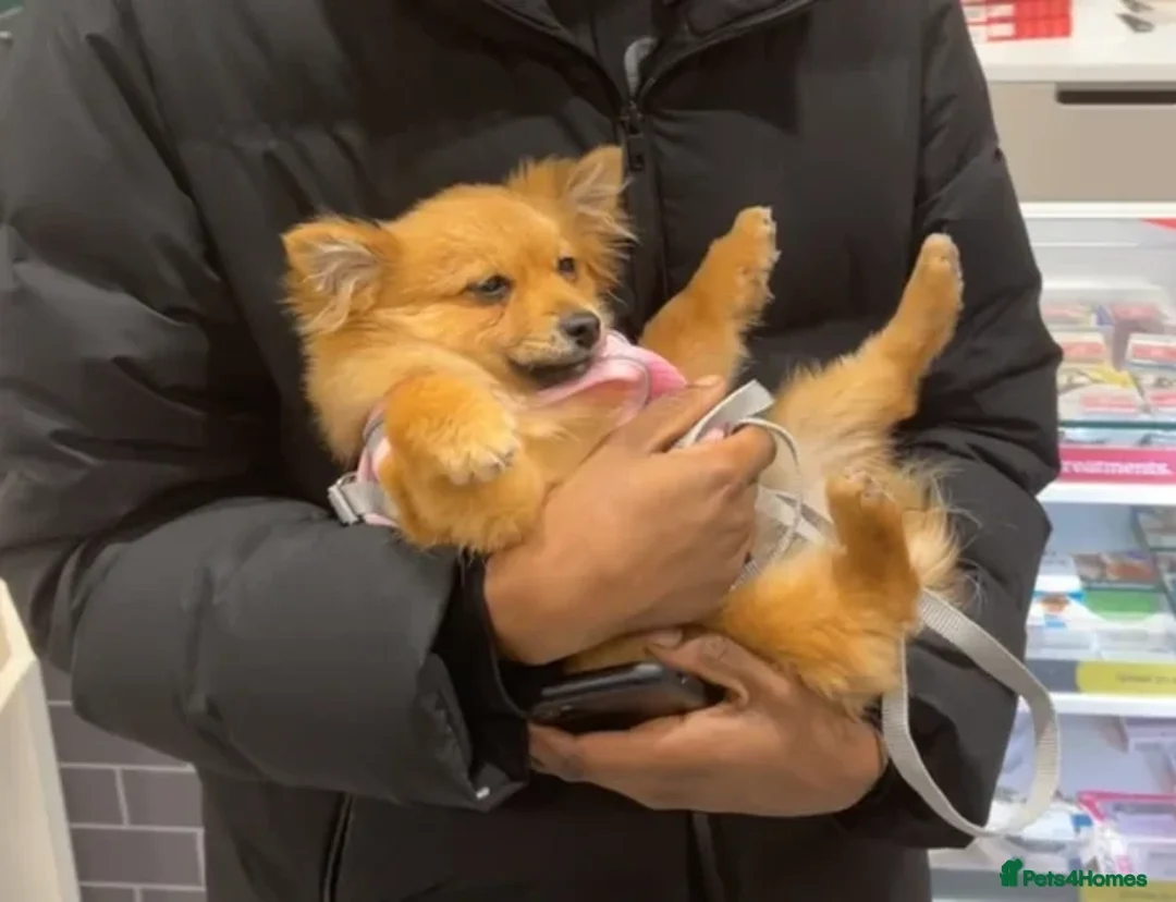 Pomeranian dogs for sale: Girl Pomeranian puppy for Sale - Greenwich, London - Image 4