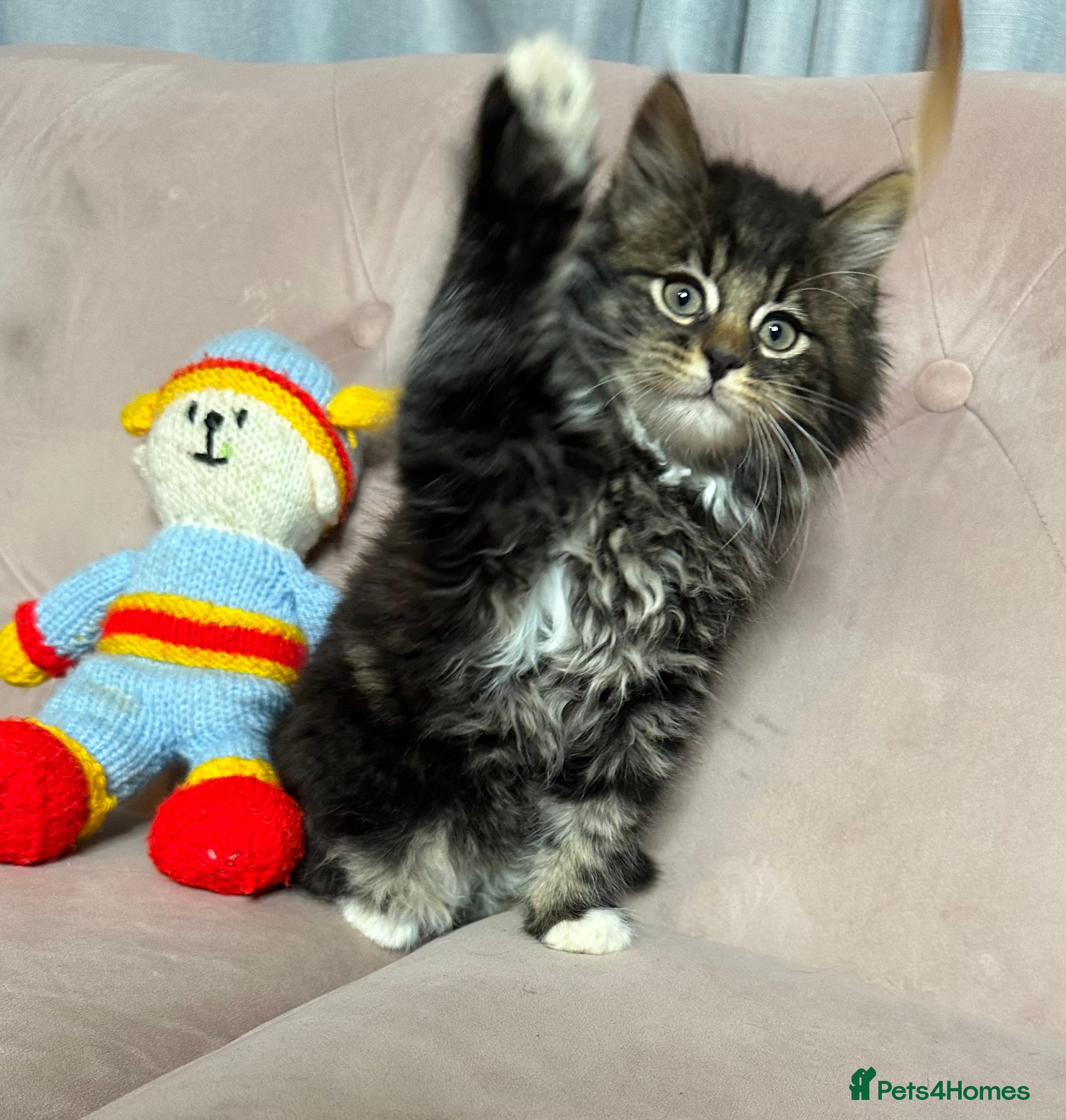 Siberian cats Siberian kittens, ONE LEFT - Advert 1