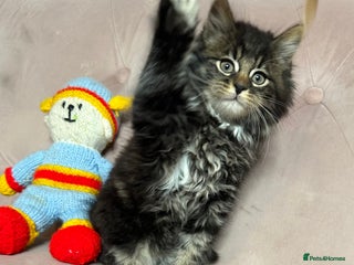 Siberian cats Siberian kittens, ONE LEFT - Advert 5