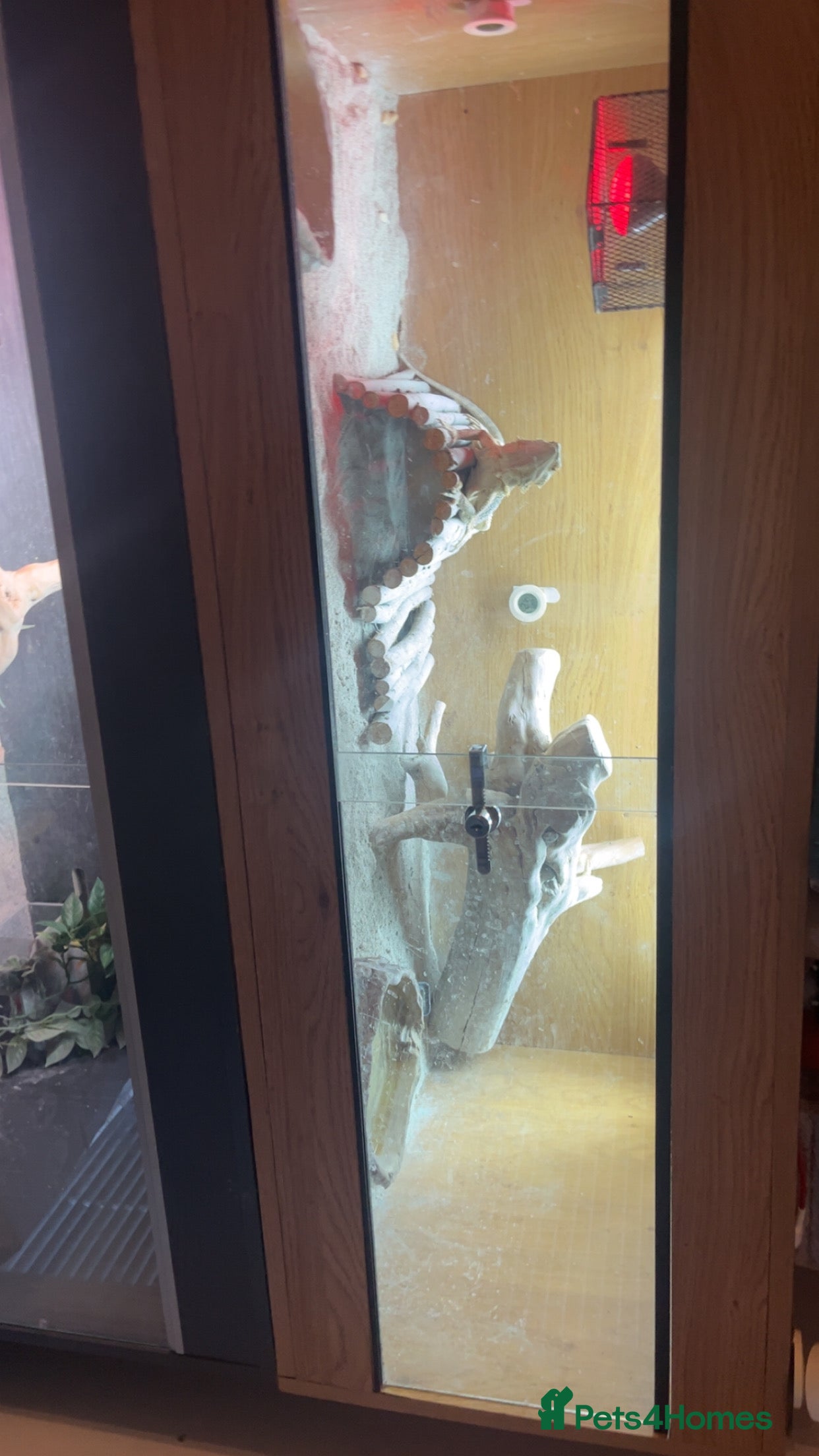 Bearded Dragon reptiles Female bearded dragon for sale in March - Advert 1