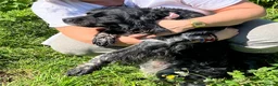 Brittany Spaniel dogs for adoption: Beautiful Older Brittany Laika in Camberley - Advert 8