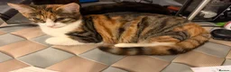 Mixed Breed cats for sale: calico kitten 5 months old in Ilford - Advert 2