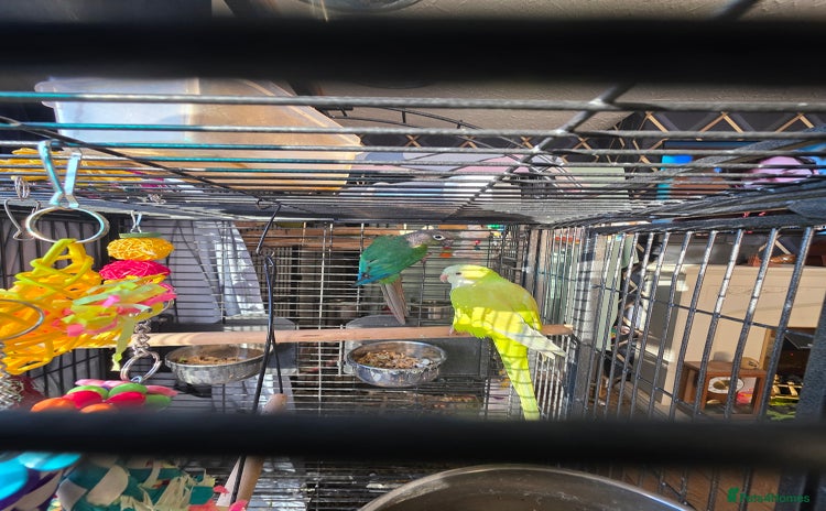 Conures birds - Advert 3