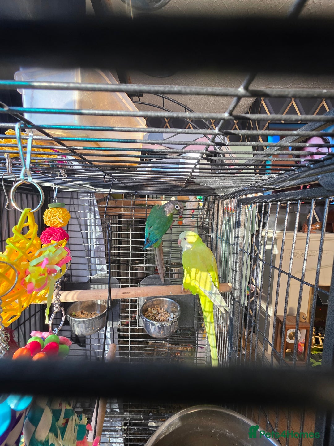 Conures birds for sale: One male Conure and one female Quaker - Image 1