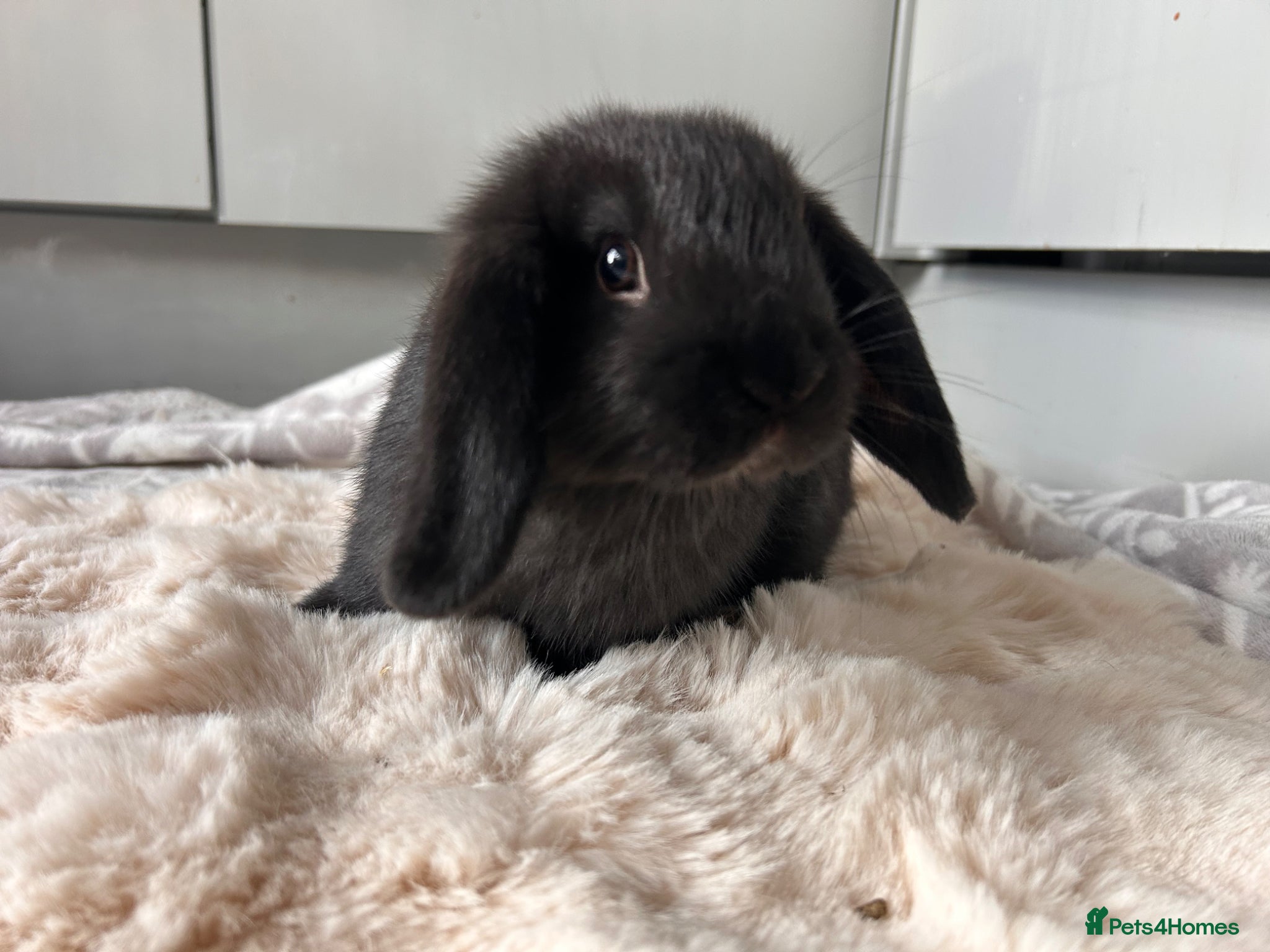 Mini Lop rabbits Mini lop babies  - Advert 13