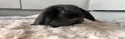Mini Lop rabbits for sale: Mini lop babies  - Advert 1