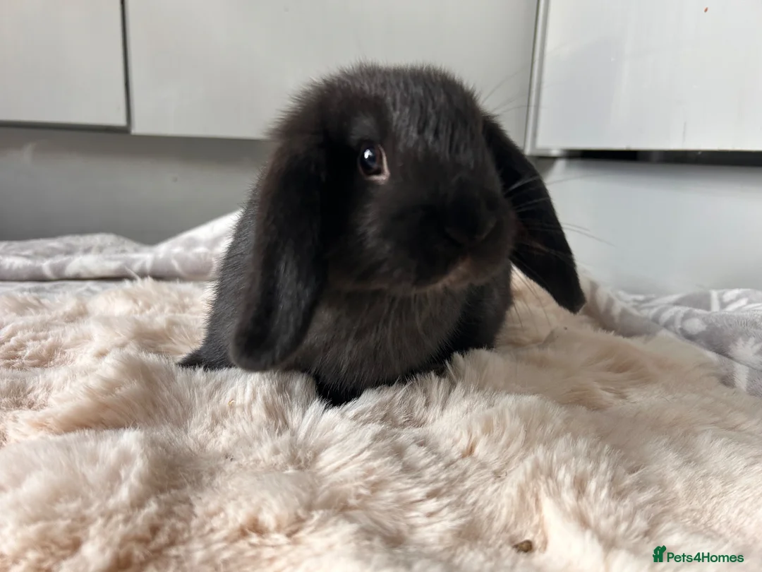 Mini Lop rabbits for sale: Mini lop babies  - Advert 1