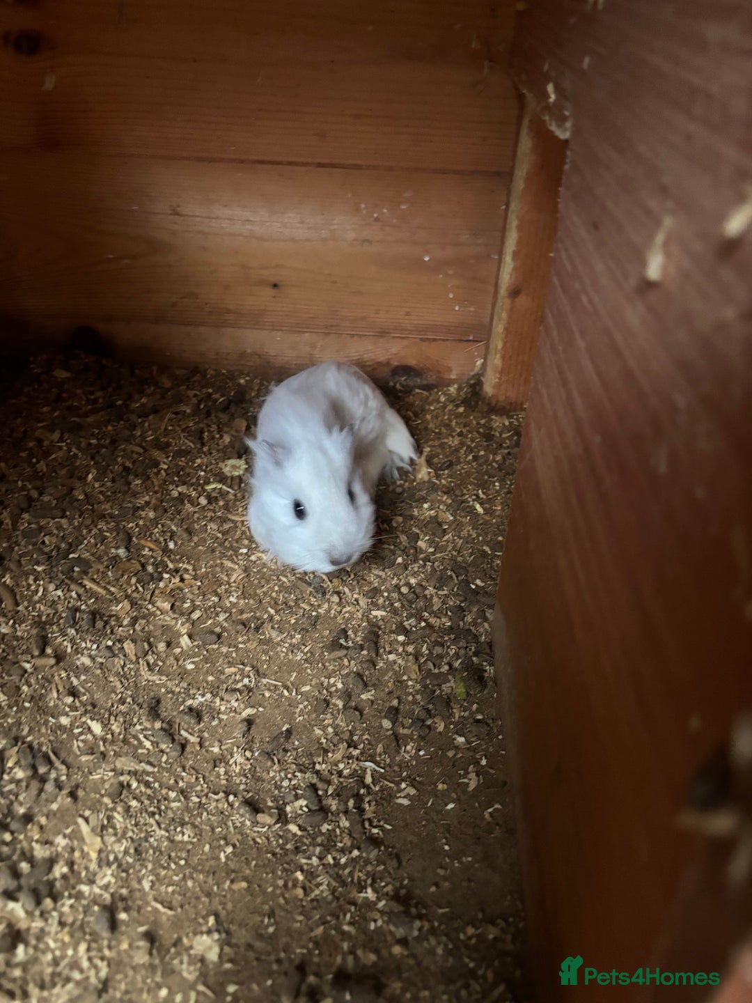 Guinea Pig rodents for sale: 2 Female Guinea Pigs 11 Weeks Old  Lovely Natured - Advert 6