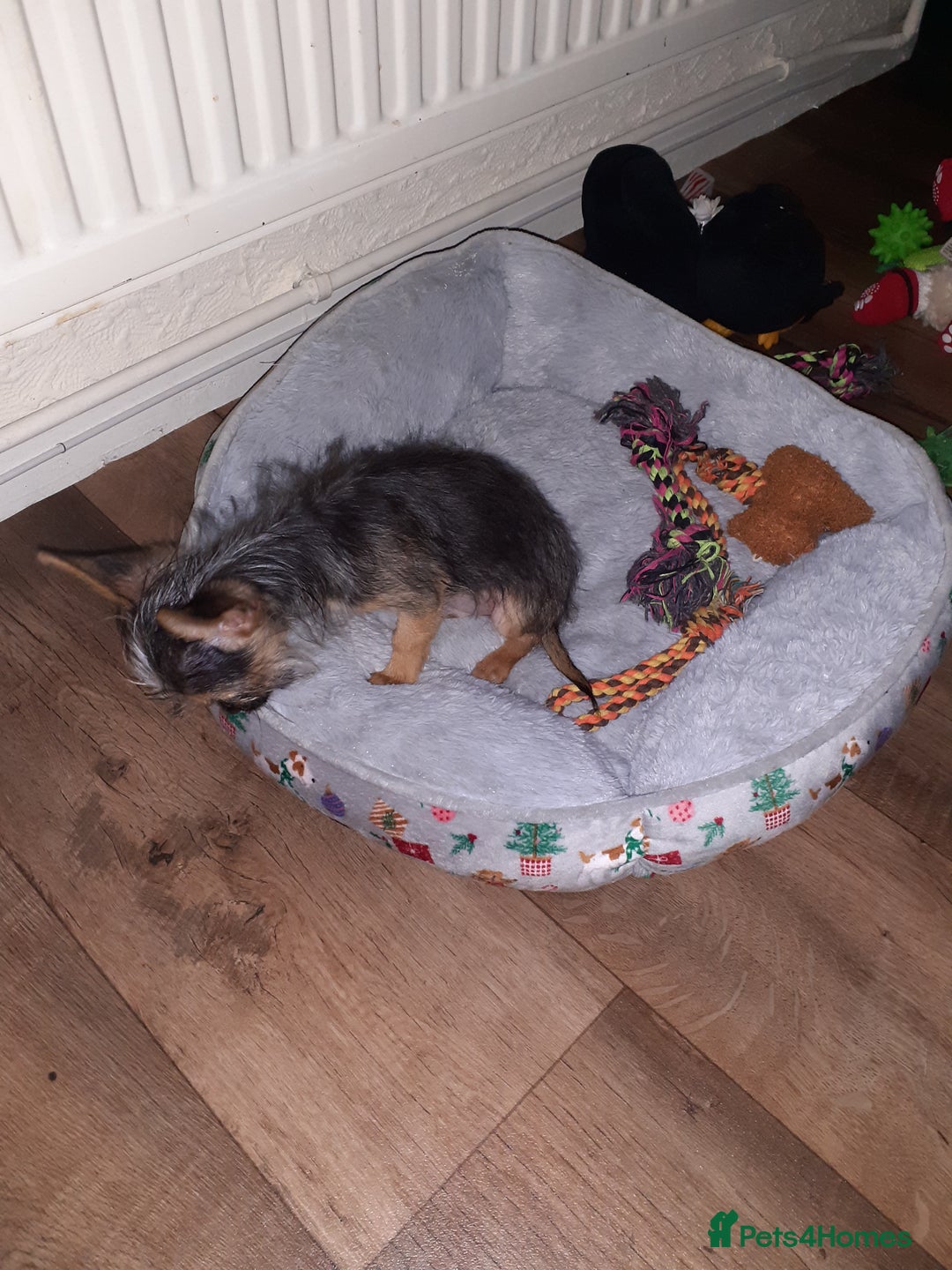 Chorkie dogs for sale: Chorkie - Advert 6