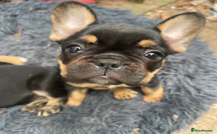 French Bulldog dogs - Advert 12