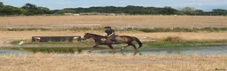 English Thoroughbred horses for sale: Super safe teenagers dream  - Advert 6