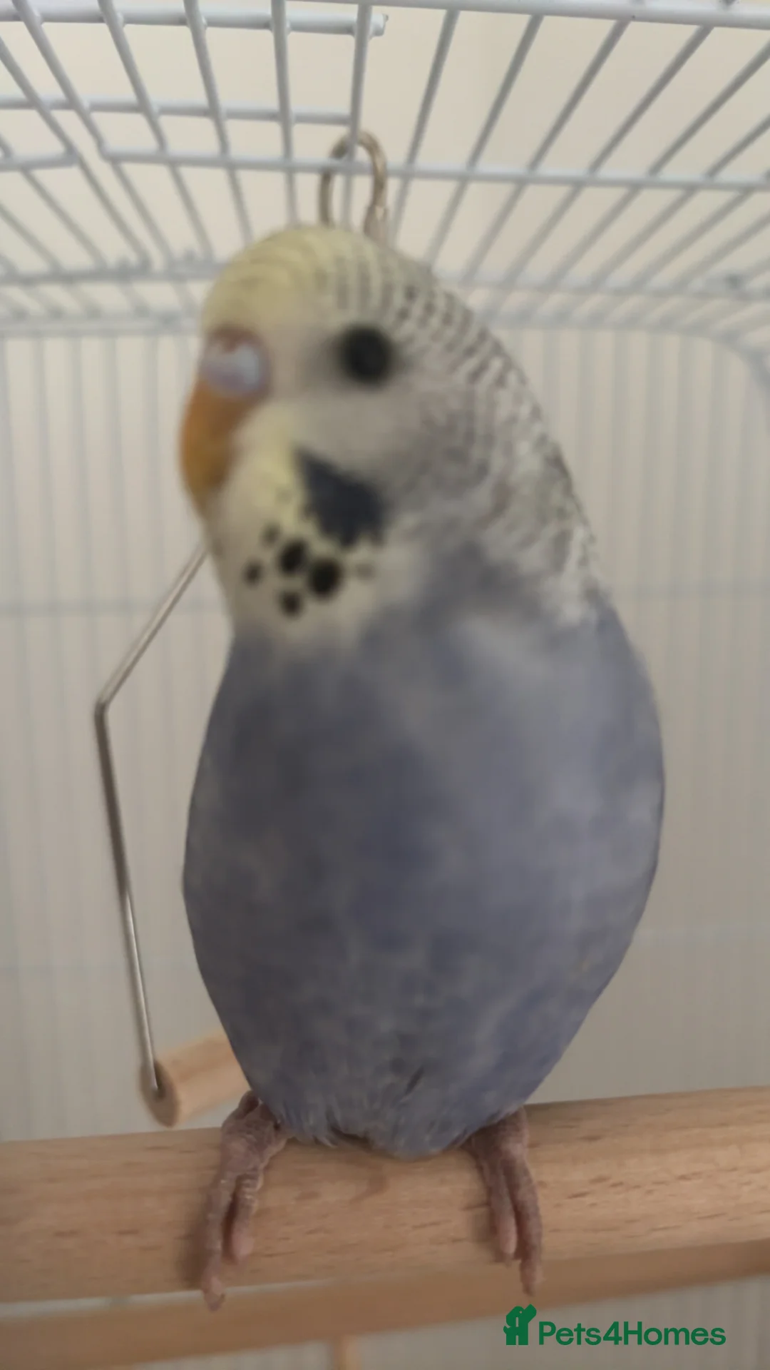 Budgerigars birds for sale: Violet, Female, 10-12 weeks budgie  - Advert 2