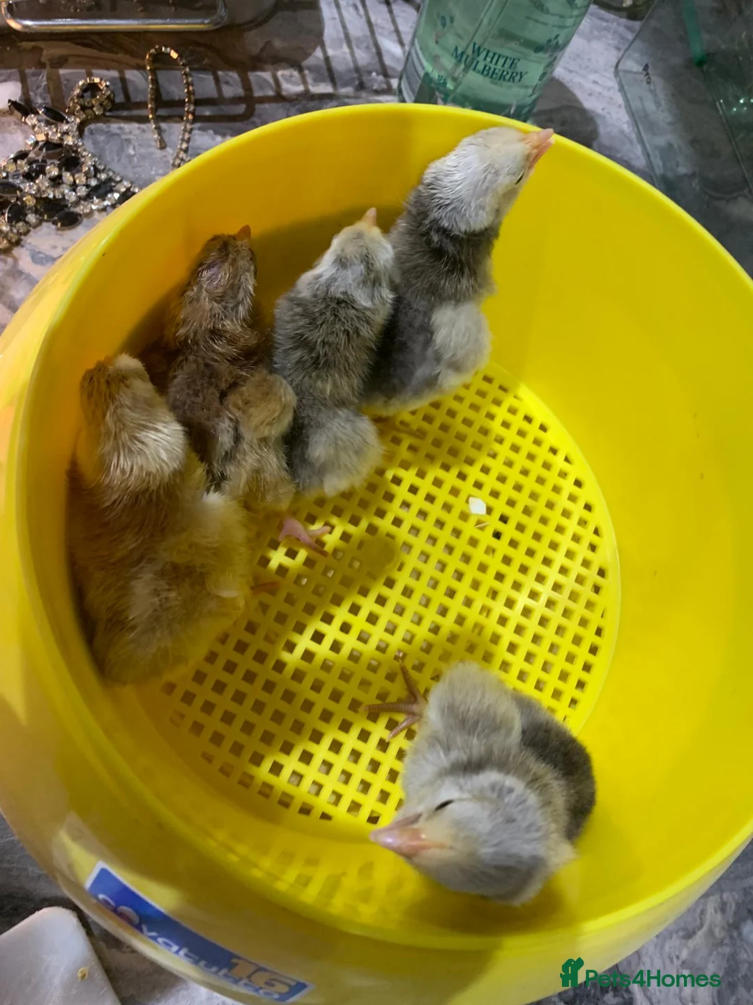 Chickens poultry for sale: 🐥 CHICKS & YOUNG CHICKENS AVAILABLE 🐔 - Advert 19