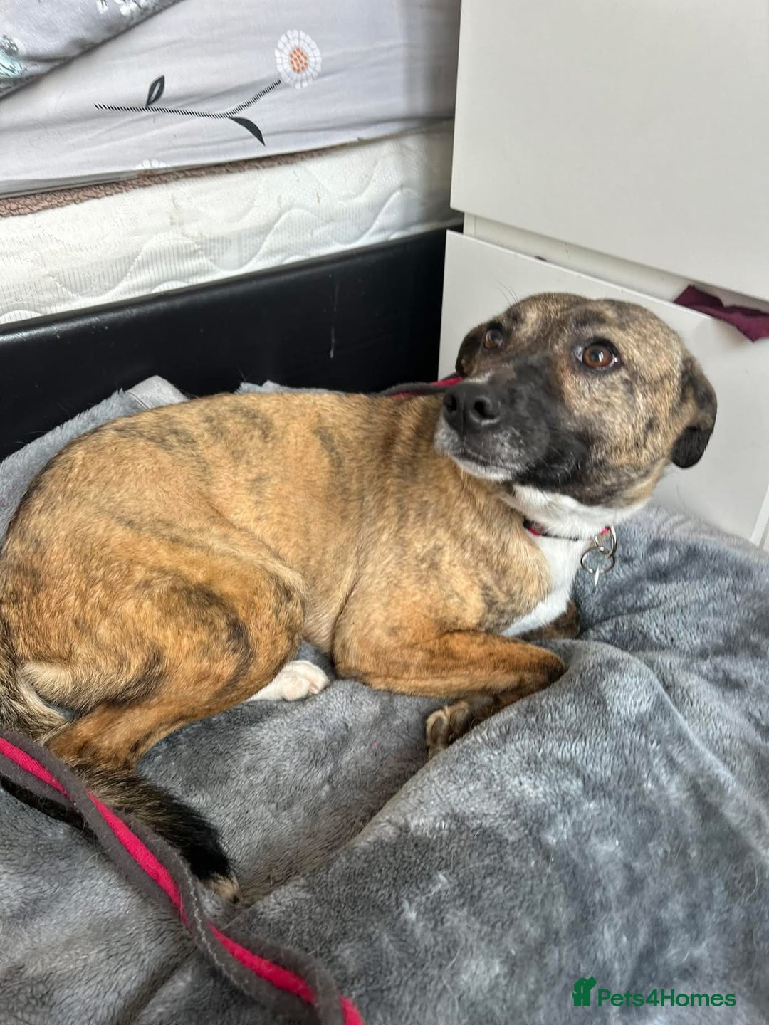Mixed Breed dogs for adoption: Phoenix - Norwich Norfolk  - Image 5