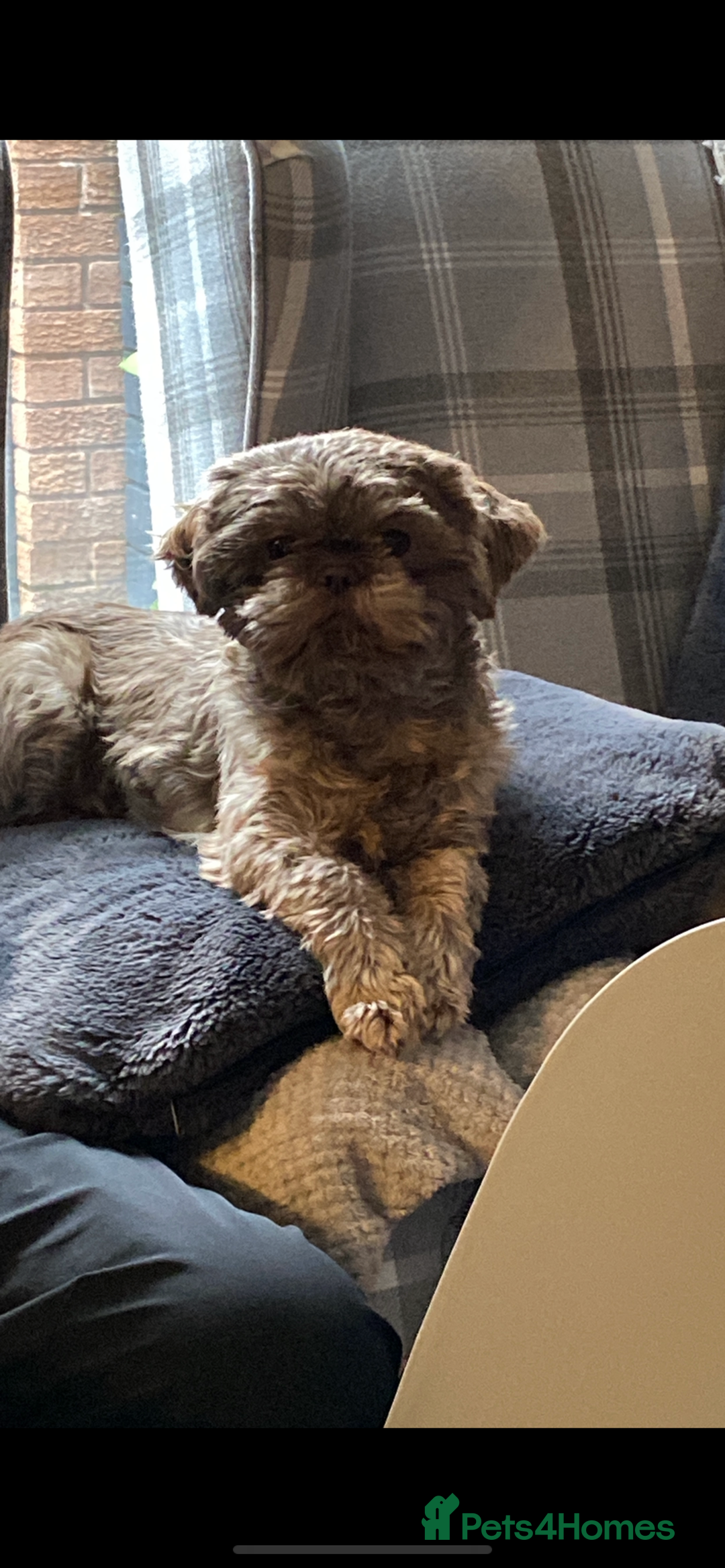 Shih Tzu dogs for stud: Patrick imperial shih tzu stud  - Advert 3