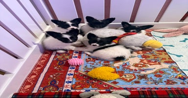 Papillon dogs Beautiful, KC reg, hereditary clear papillon pups - Advert 6