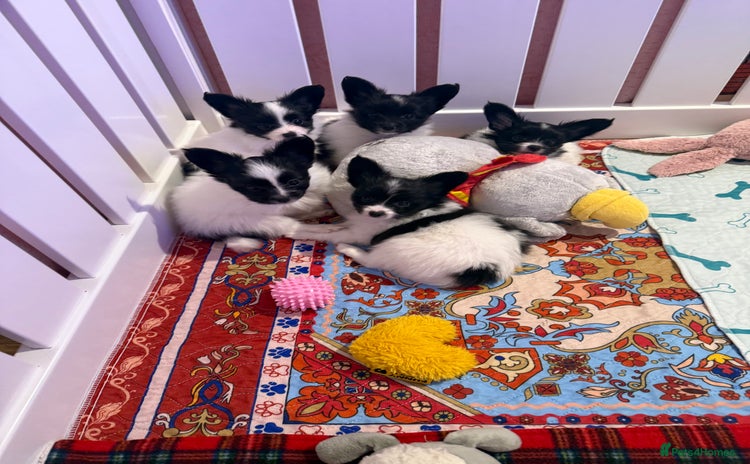 Papillon dogs Beautiful, KC reg, hereditary clear papillon pups - Advert 2