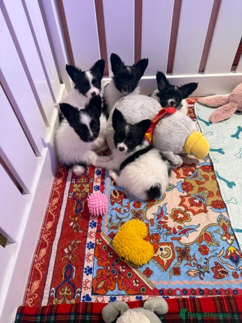 Papillon dogs Beautiful, KC reg, hereditary clear papillon pups - Advert 2