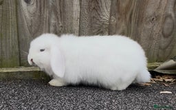 Mini Lop rabbits for sale: Beautiful mini lop babies both boys ready now  - Image 1