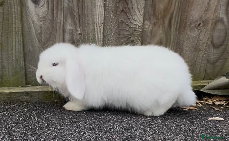 Mini Lop rabbits - Advert 13