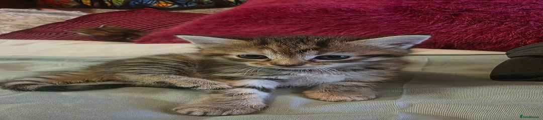 Domestic Shorthair Kitten 1