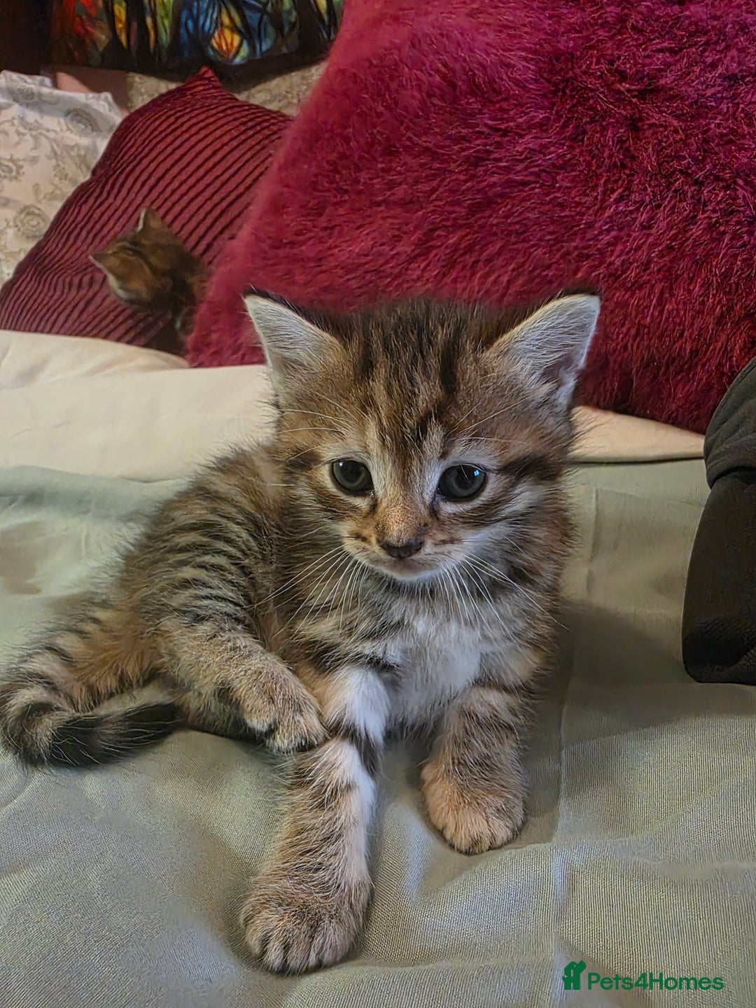 Domestic Shorthair cats for sale: 2 female Domestic Short-hair Tabby cats for sale - Image 5
