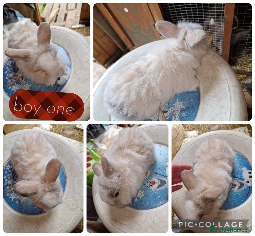 Mini Lion Lop rabbits for sale: 2 beautiful litter of mini lion lop ready reverse - Advert 2