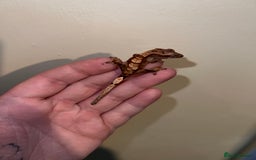 Gecko reptiles for sale: Multiple Baby crested geckos available  - Image 3
