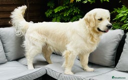 Golden Retriever dogs for sale: 8 Outstanding Chunky Cream Golden Puppies  - Image 5