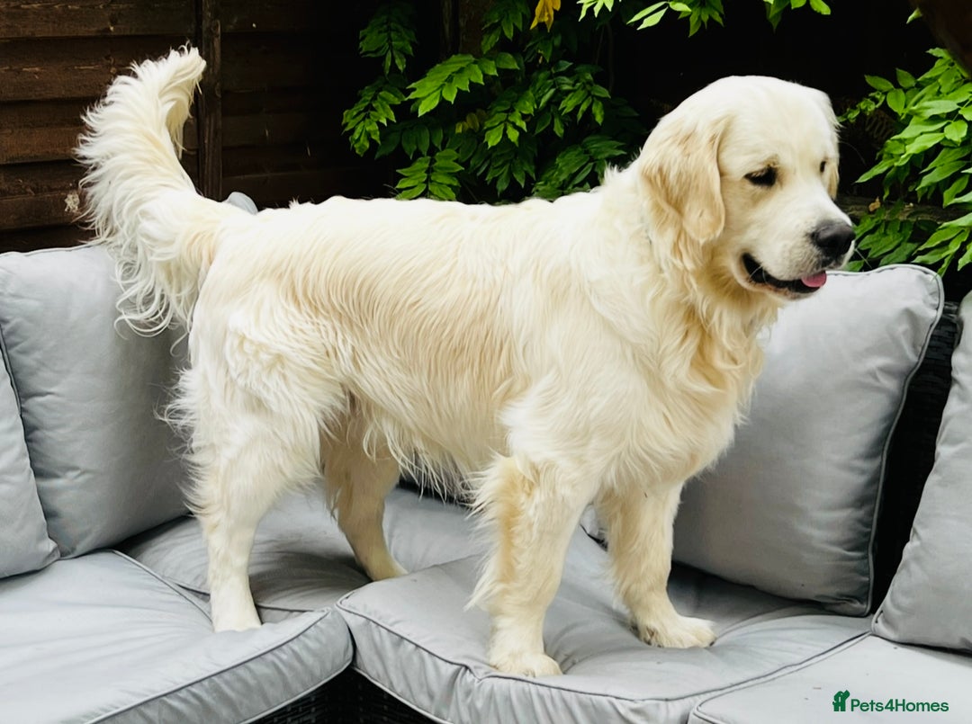 Golden Retriever dogs for sale: 8 Outstanding Chunky Cream Golden Puppies  - Image 5
