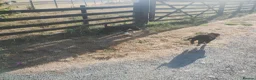 Border Collie dogs for sale: Traditional Border Collie Puppies - Advert 6