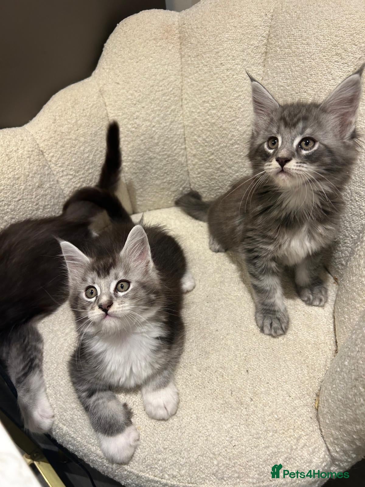 Maine Coon cats Maine coon stunning silver/blue shaded  - Advert 2