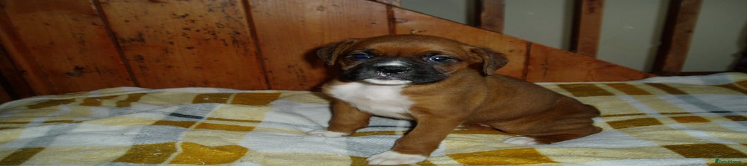 Boxer Puppy 5