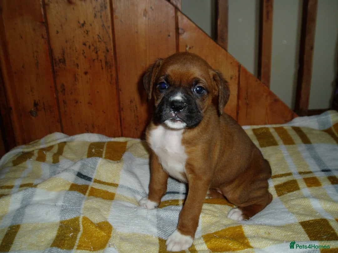 Boxer dogs for sale: Health Tested COI 1.5% KC Registered - Image 21