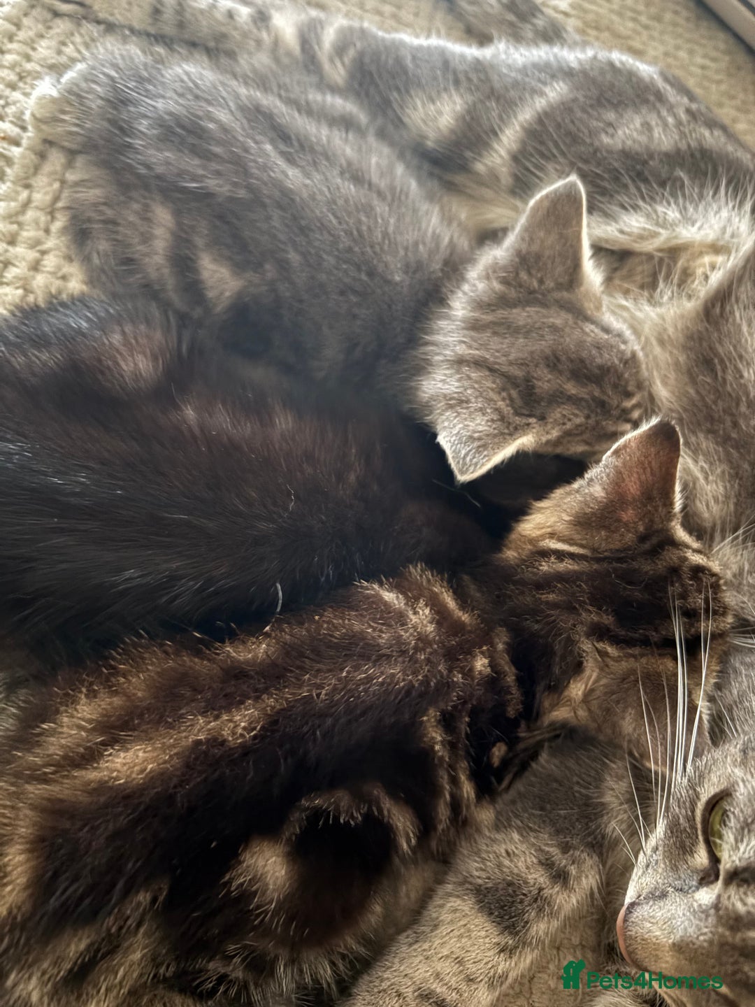 British Shorthair cats for sale: Black girl kitten  - Advert 5