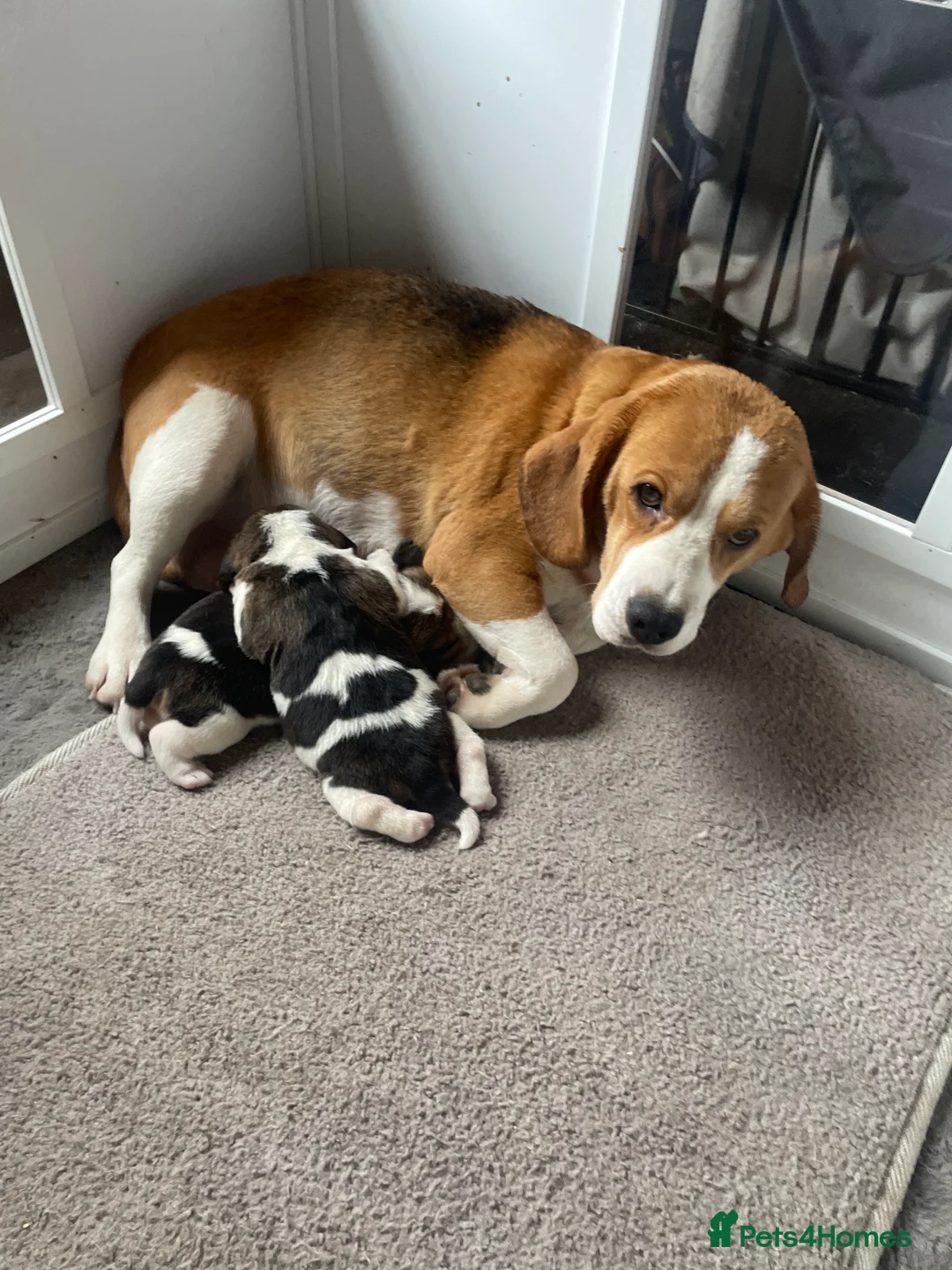 Beagle dogs for sale: TOP KC REG PUOS READY APRIL 5⭐️ lic  - Advert 1