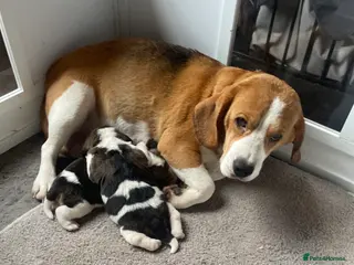 Beagle dogs TOP KC REG PUOS READY APRIL 5⭐️ lic - Advert 3